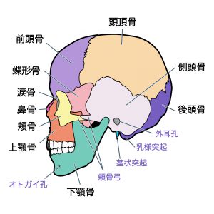 色々な骨が組み合わさって出来ています。